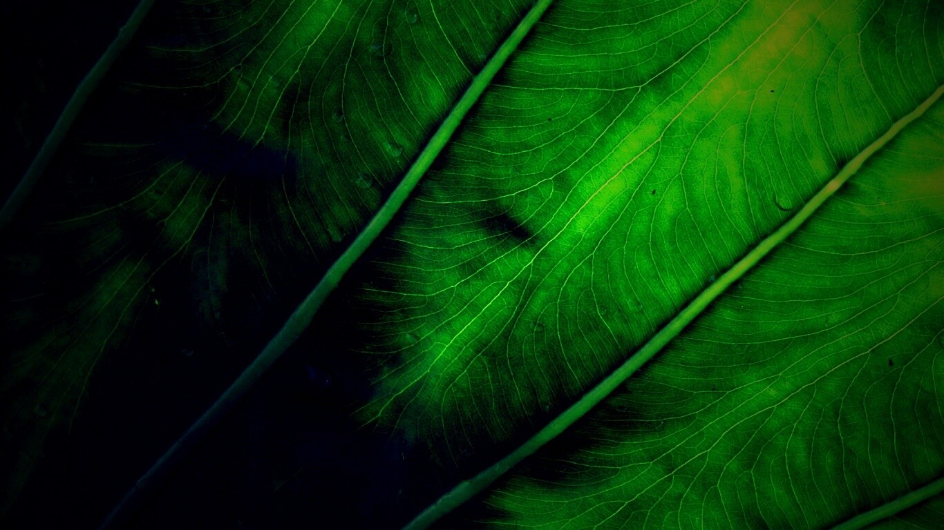 Прожилки на листе обои