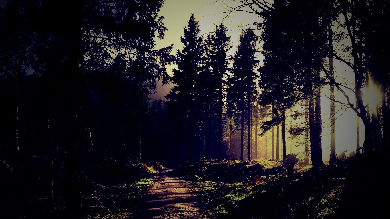 Лесная дорога обои