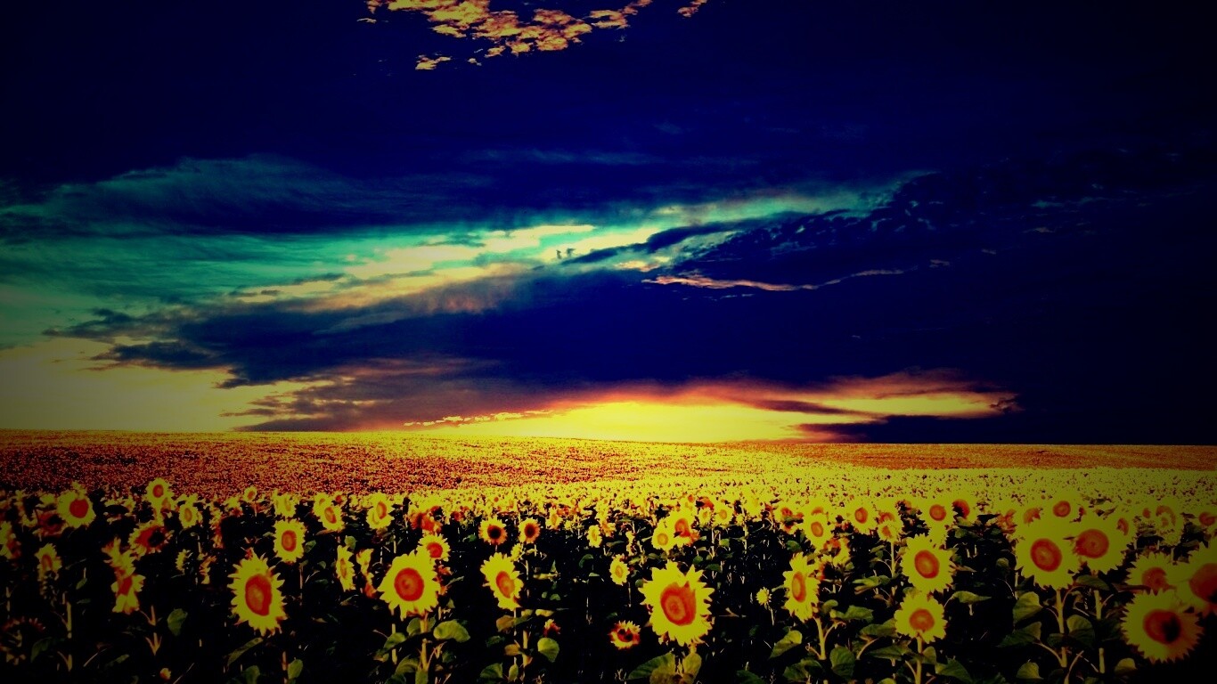 Целое поле подсолнухов обои