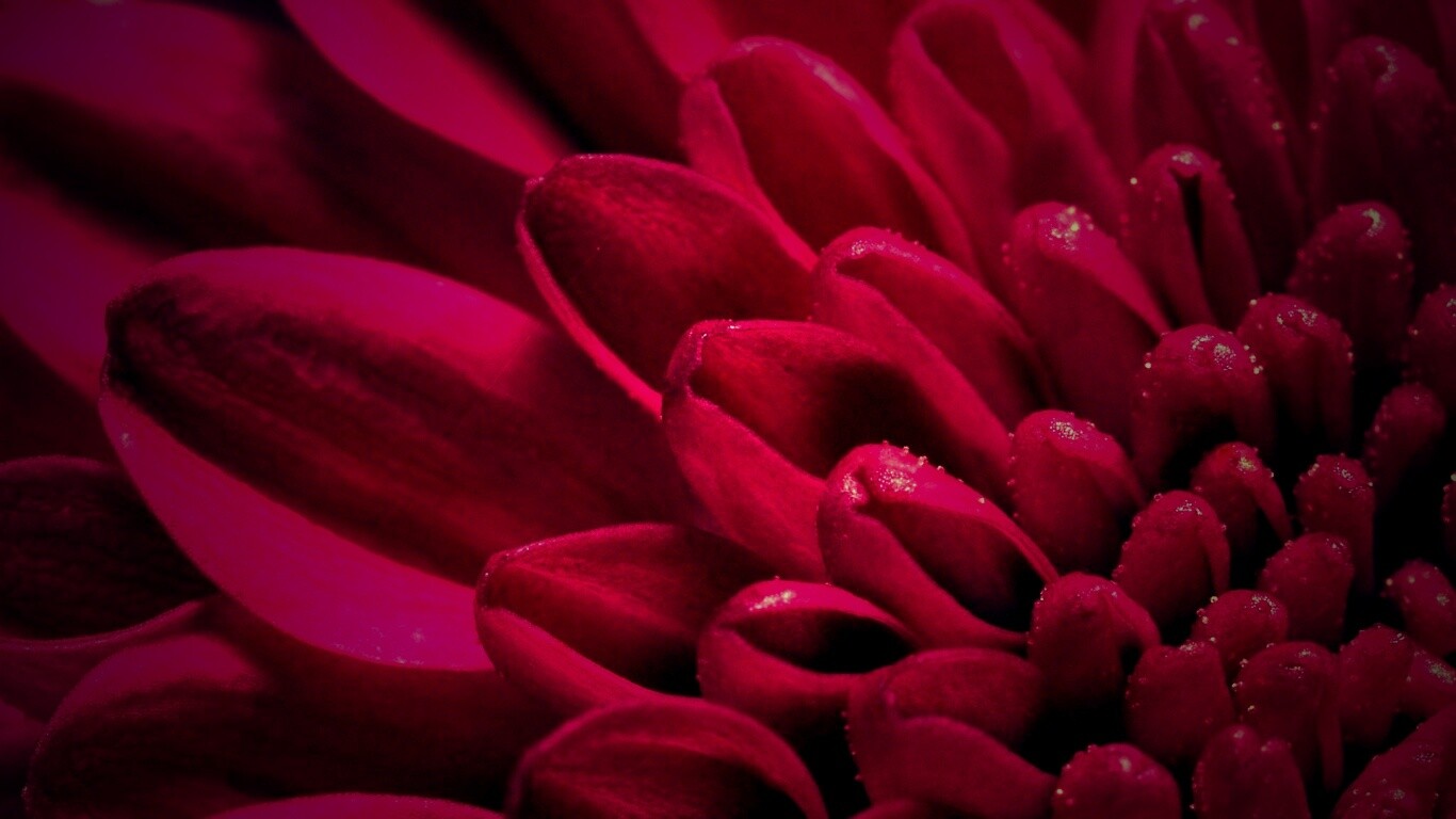 Лепестки хризантемы обои