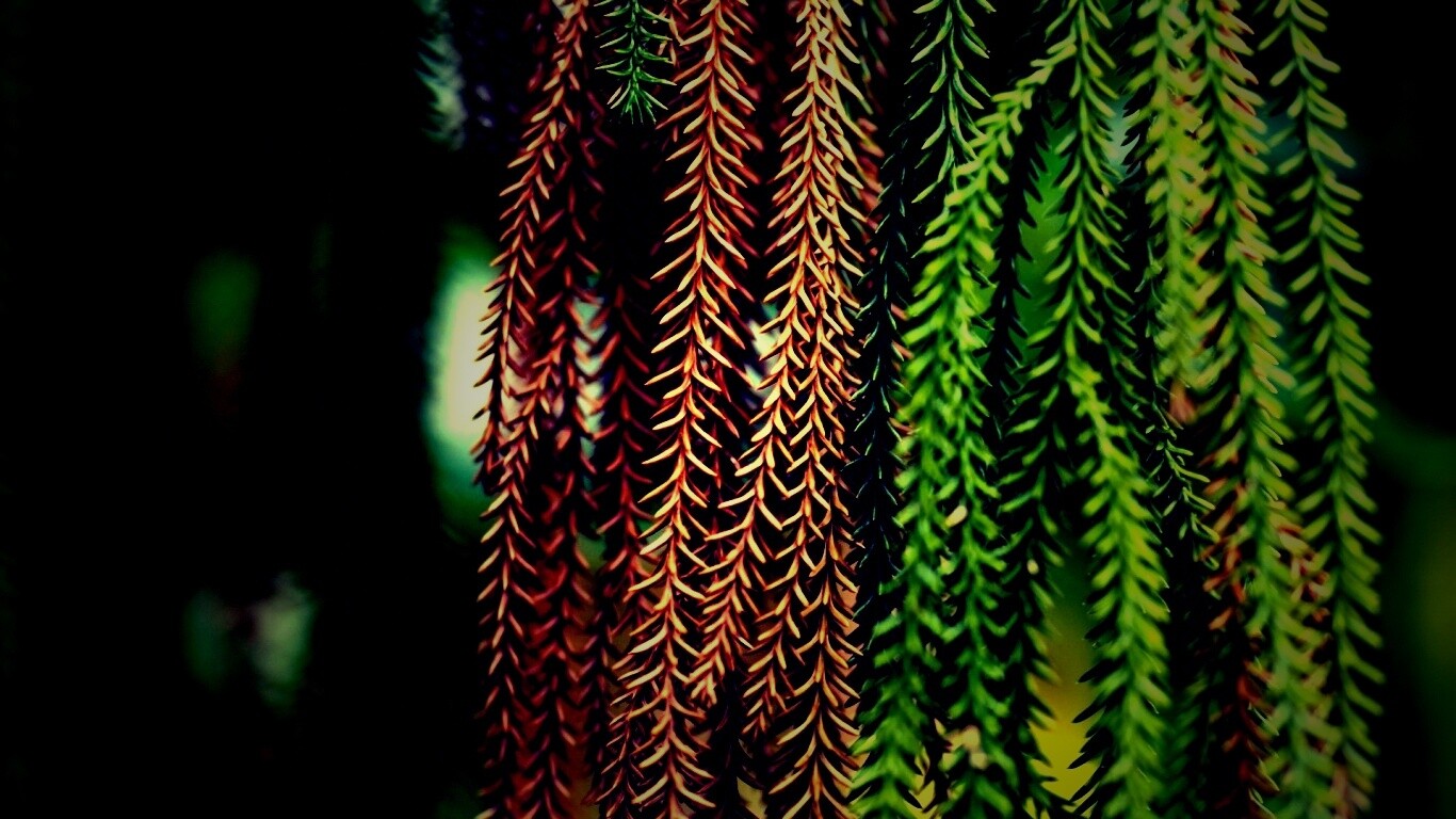 Зеленые колючки обои