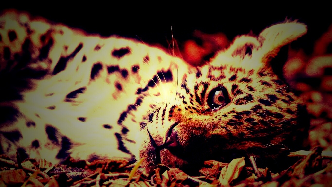 Гепард котенок обои