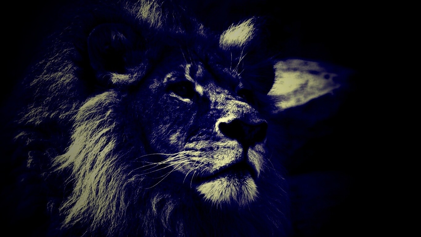 Гордый черно-белый лев обои