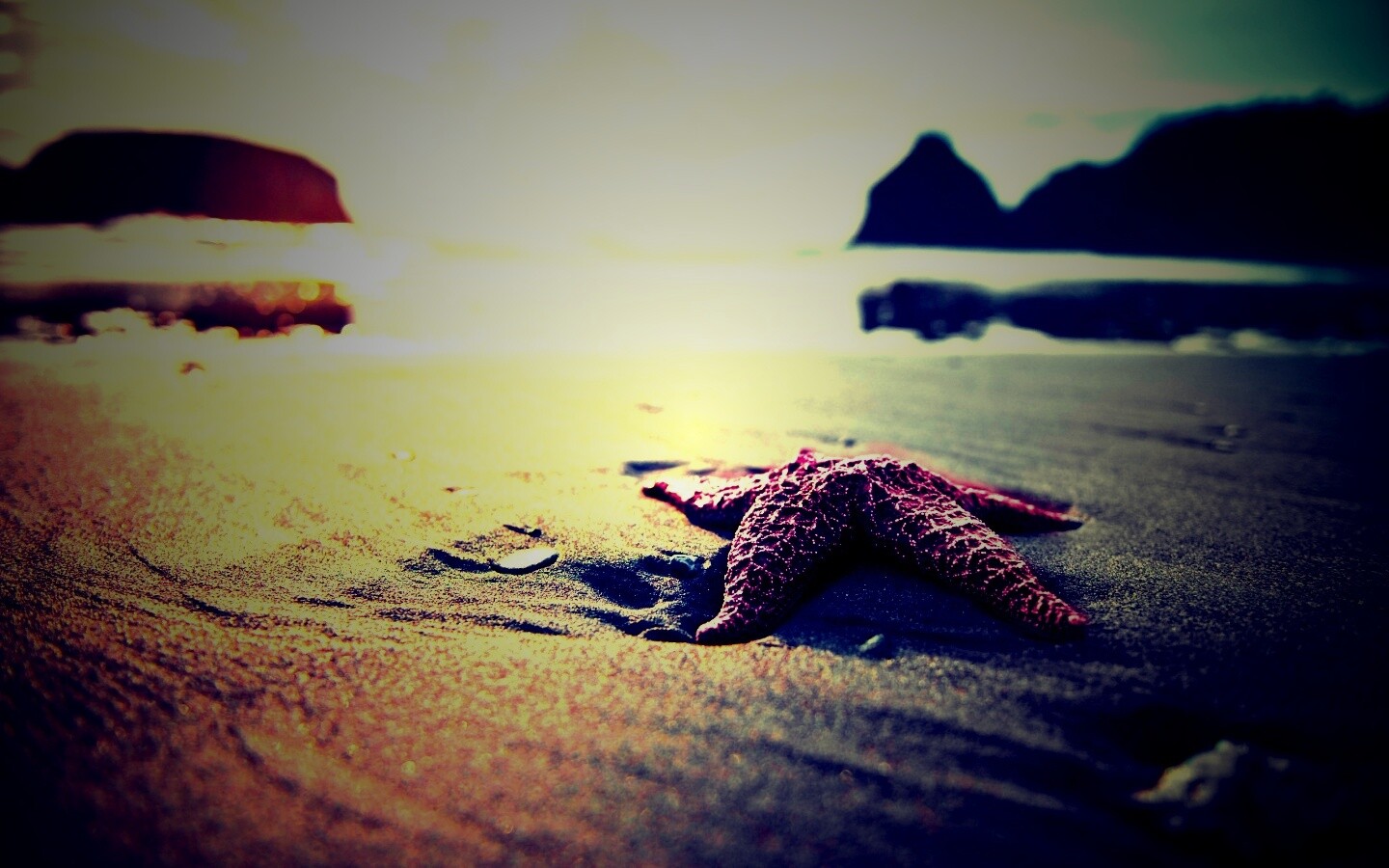 Морская звезда обои