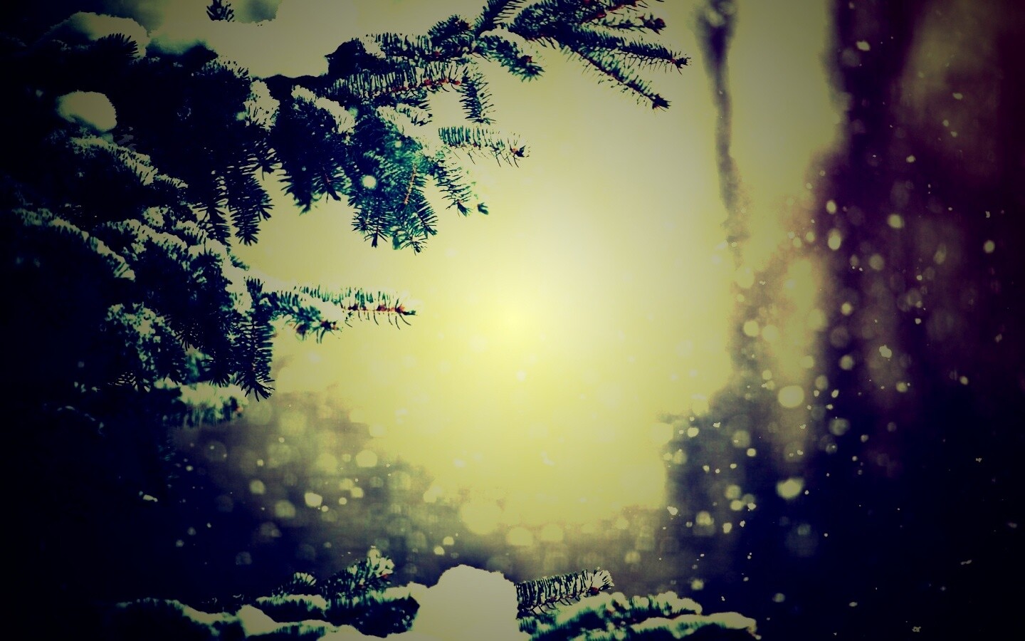 Еловые лапы в снегу обои