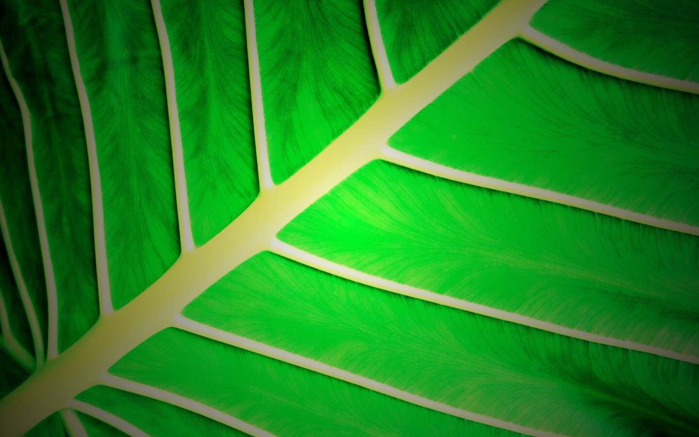 Пальмовый лист обои