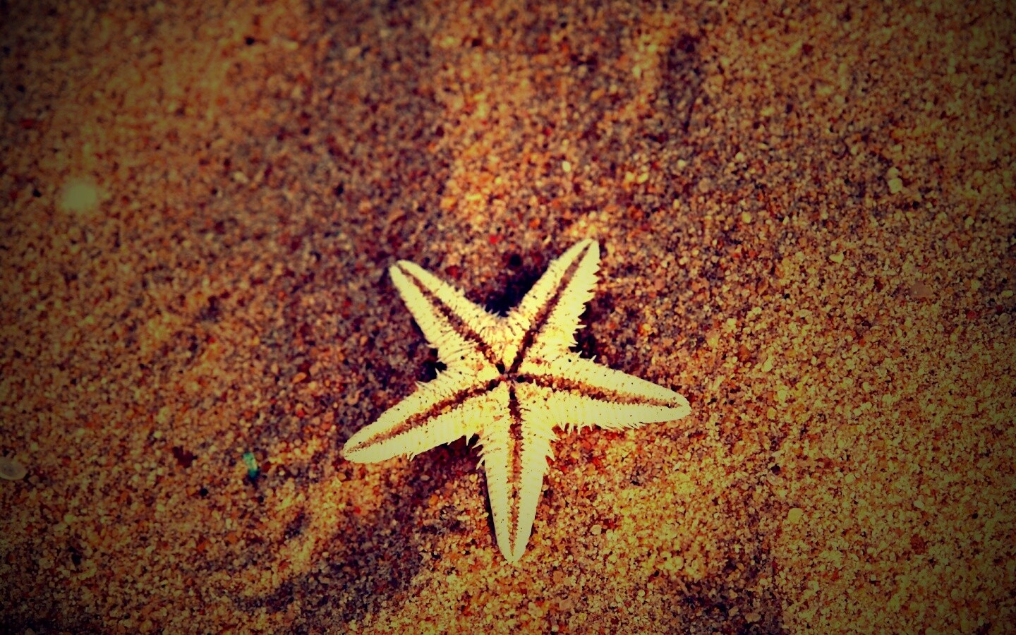 Морская звезда на песке обои