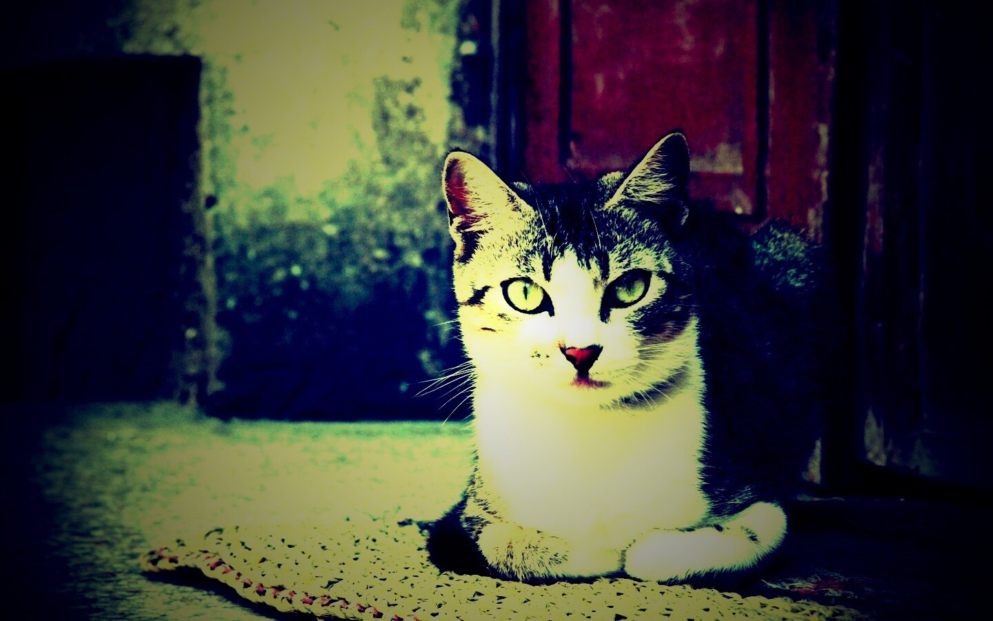 Кошечка на подстилке обои