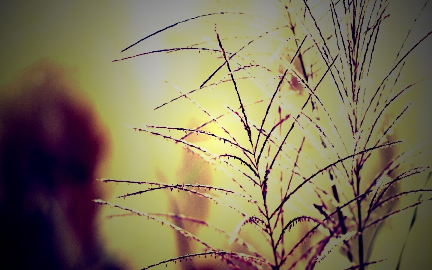 Макро фото растения обои