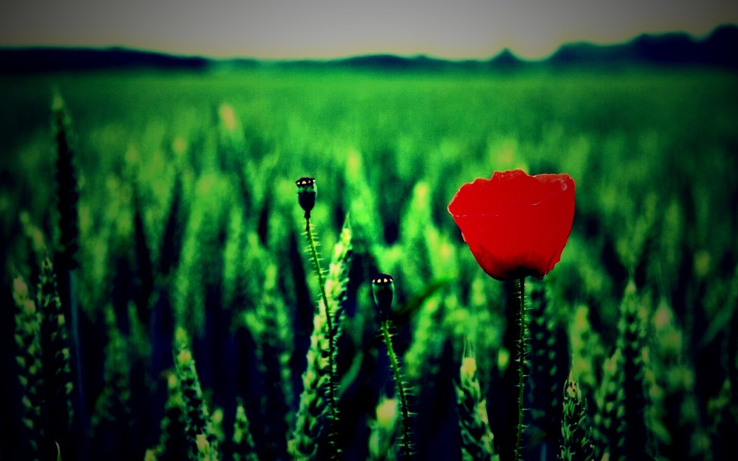 Первый распустившийся мак обои