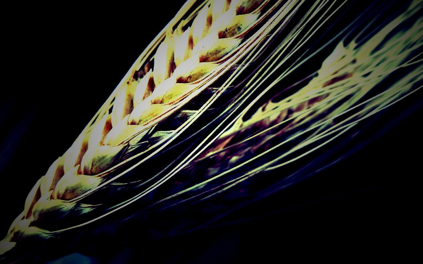 Пшеничный колос обои