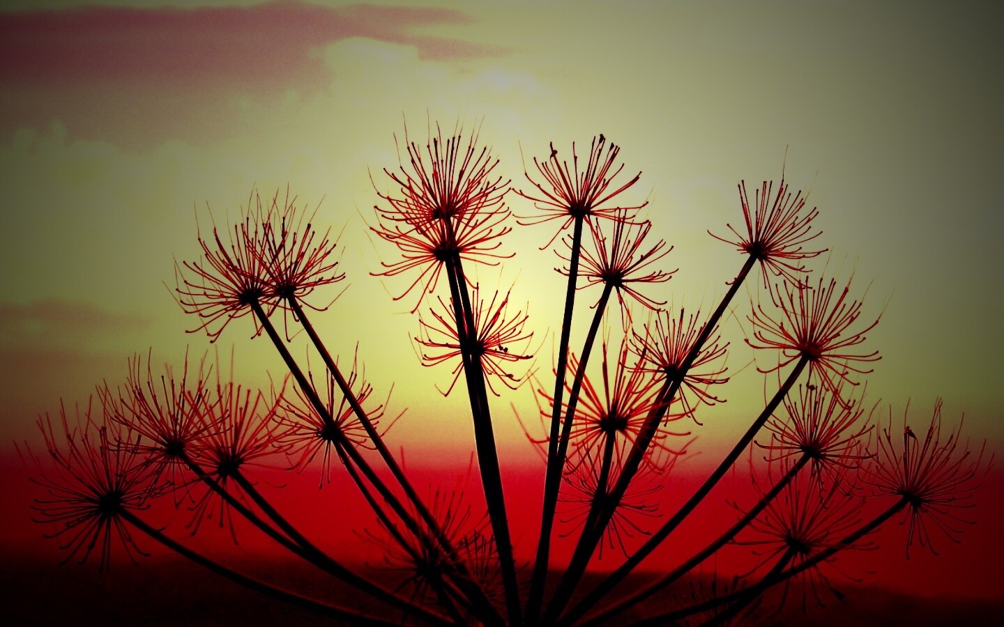 Зонтичное соцветие обои