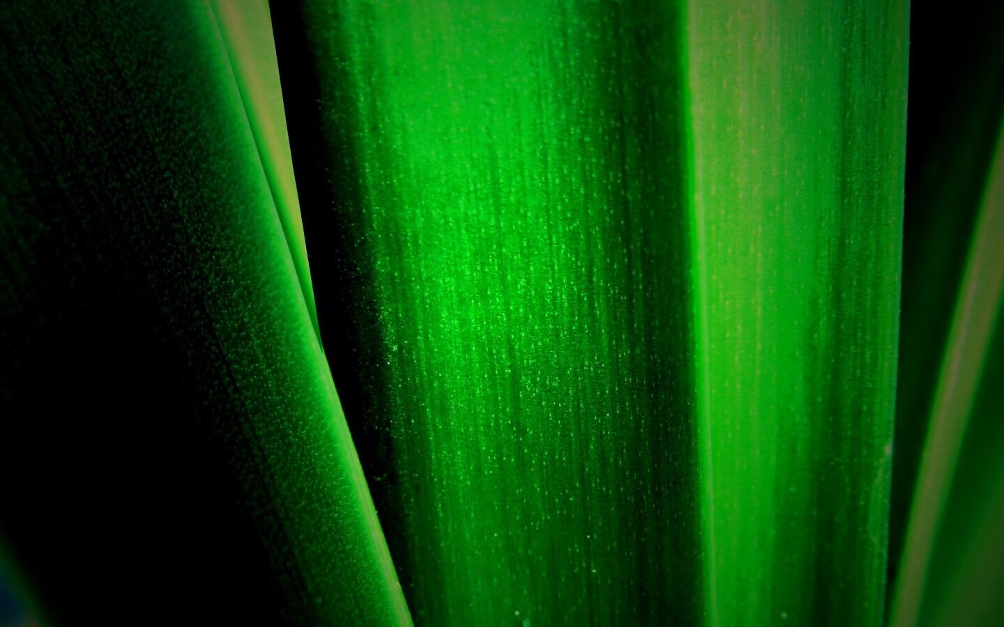 Сочная травинка обои