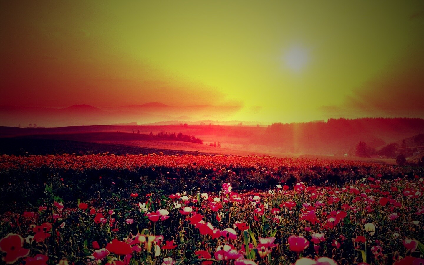 Цветущие поля обои