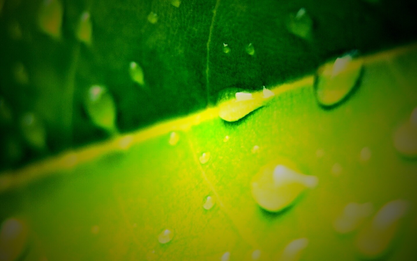 Капли на листе обои