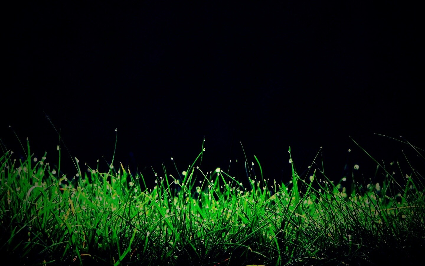 Трава после дождя обои