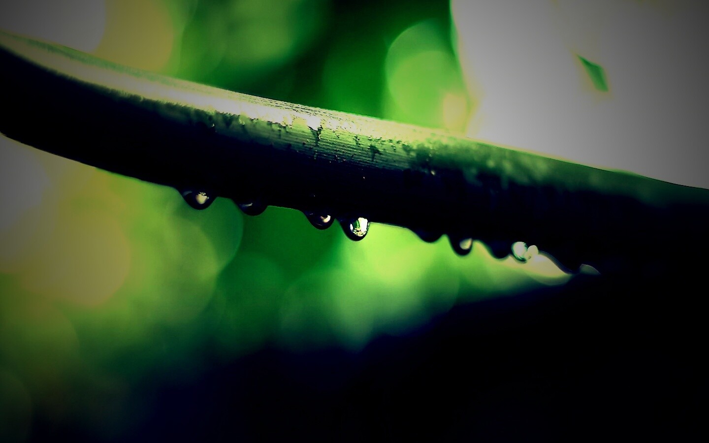 Капли на стебле обои