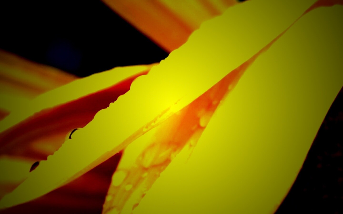 Капли на желтом лепестке обои