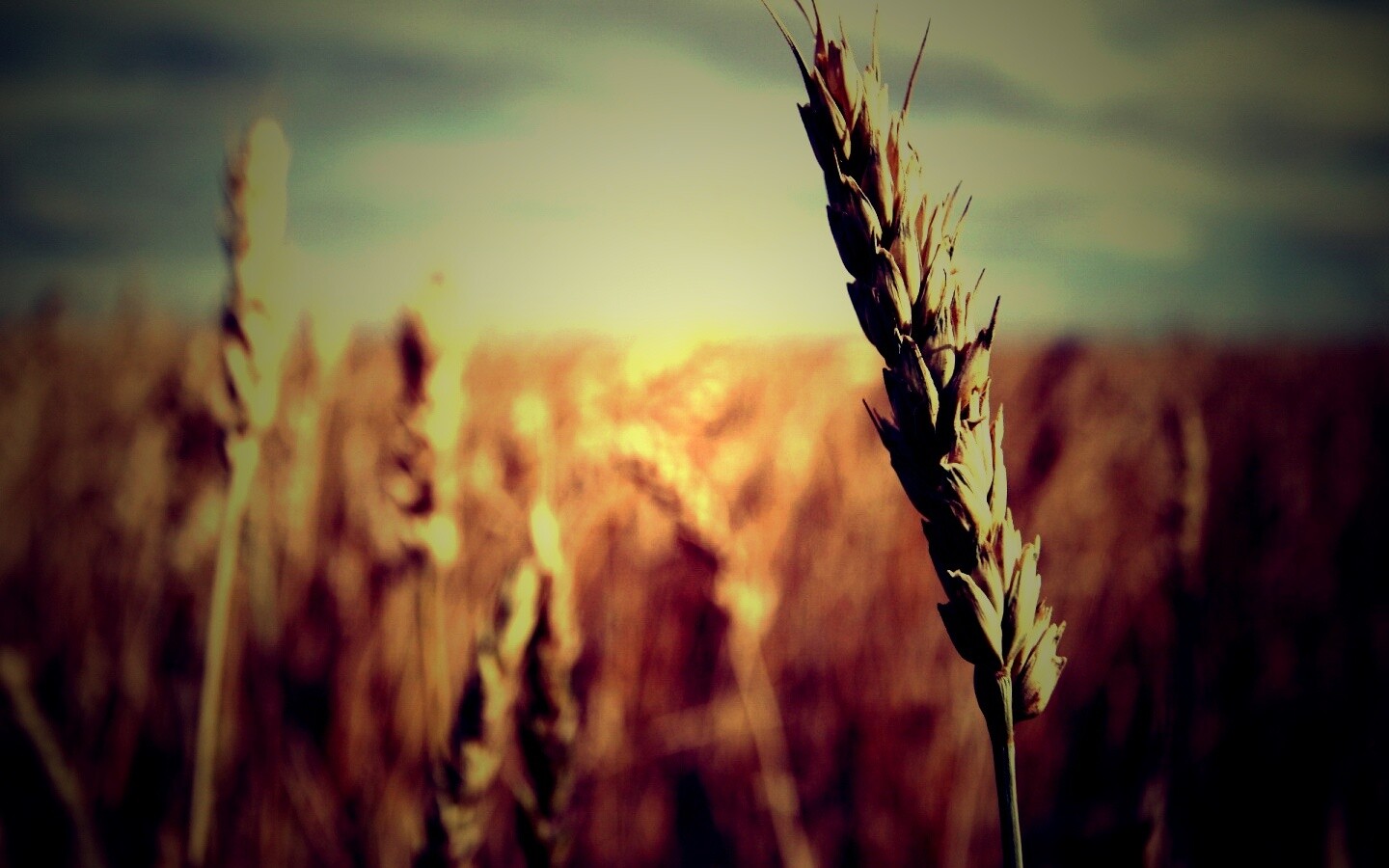 Колосок обои