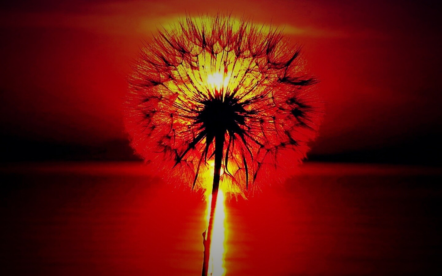 Одуванчик на закател обои