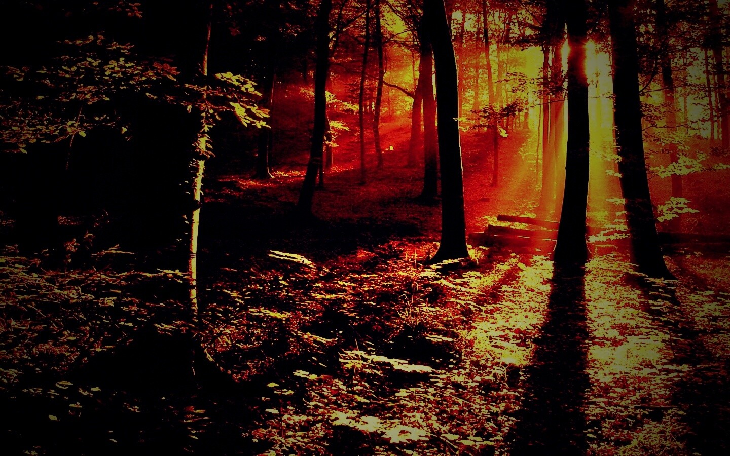 Лес в золотом сиянии обои