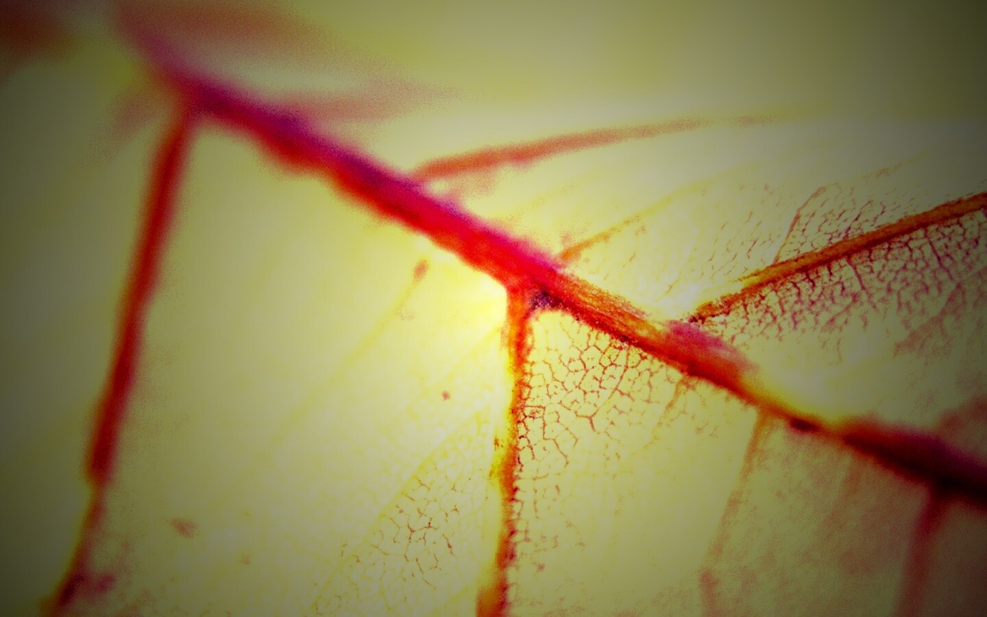 Желтый лист обои