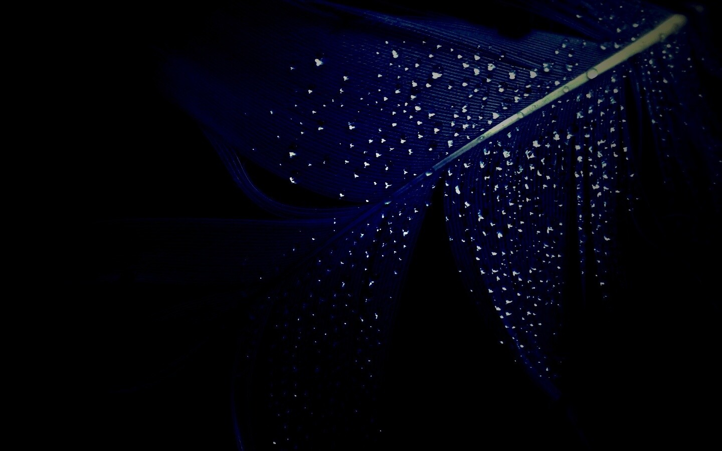 Капли на черном пере обои