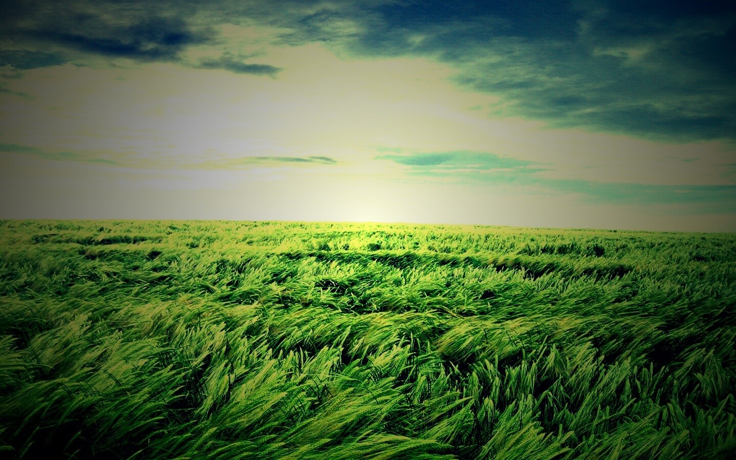 Море трав обои
