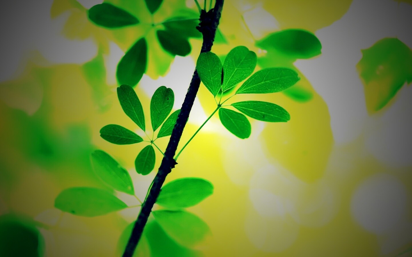 Листики на ветке обои