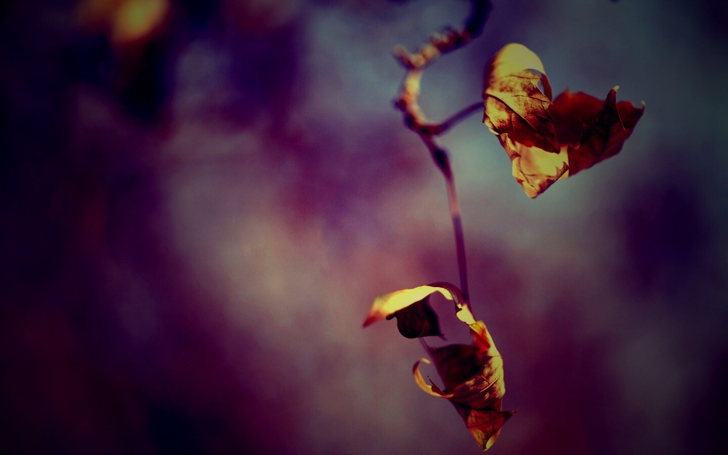 Увядшие листья обои