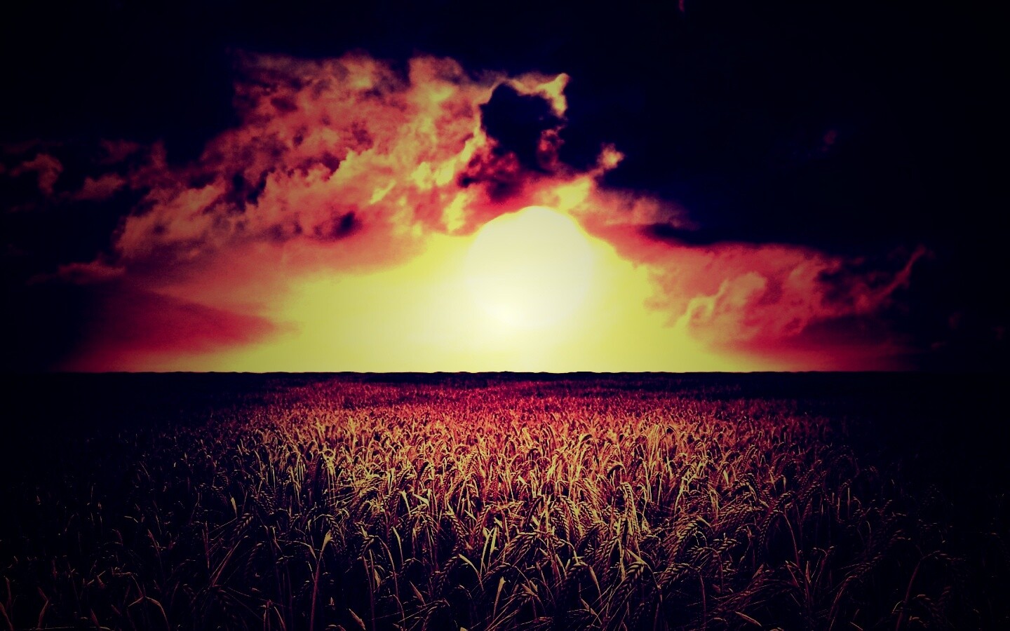 Закат над пшеничным полем обои