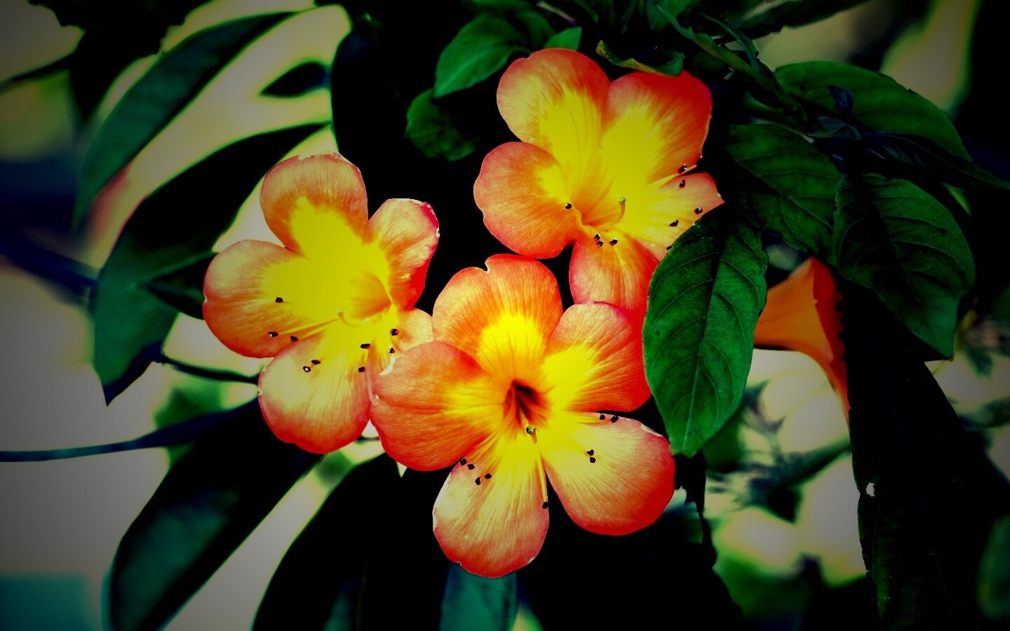 Оранжевые цветочки обои