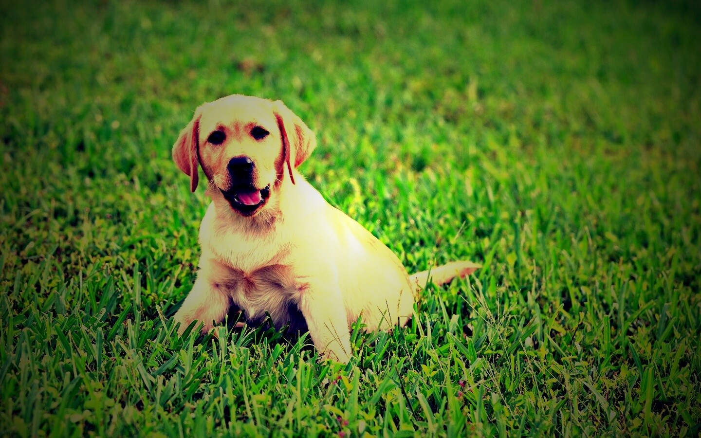 Щенок лабрадора в траве обои