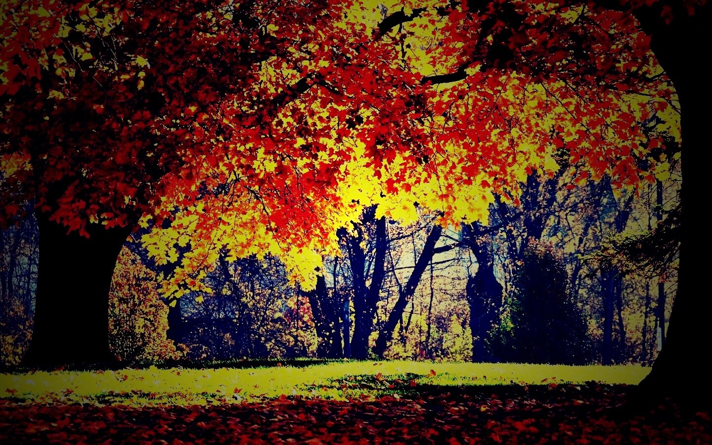 Размашистое осеннее дерево обои