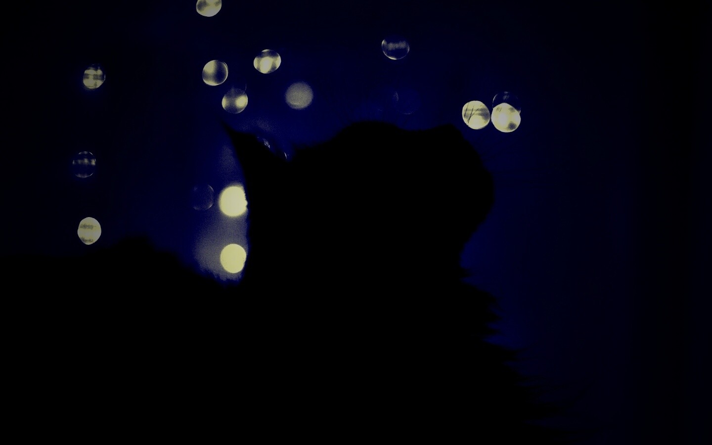 Силуэт черного кота обои