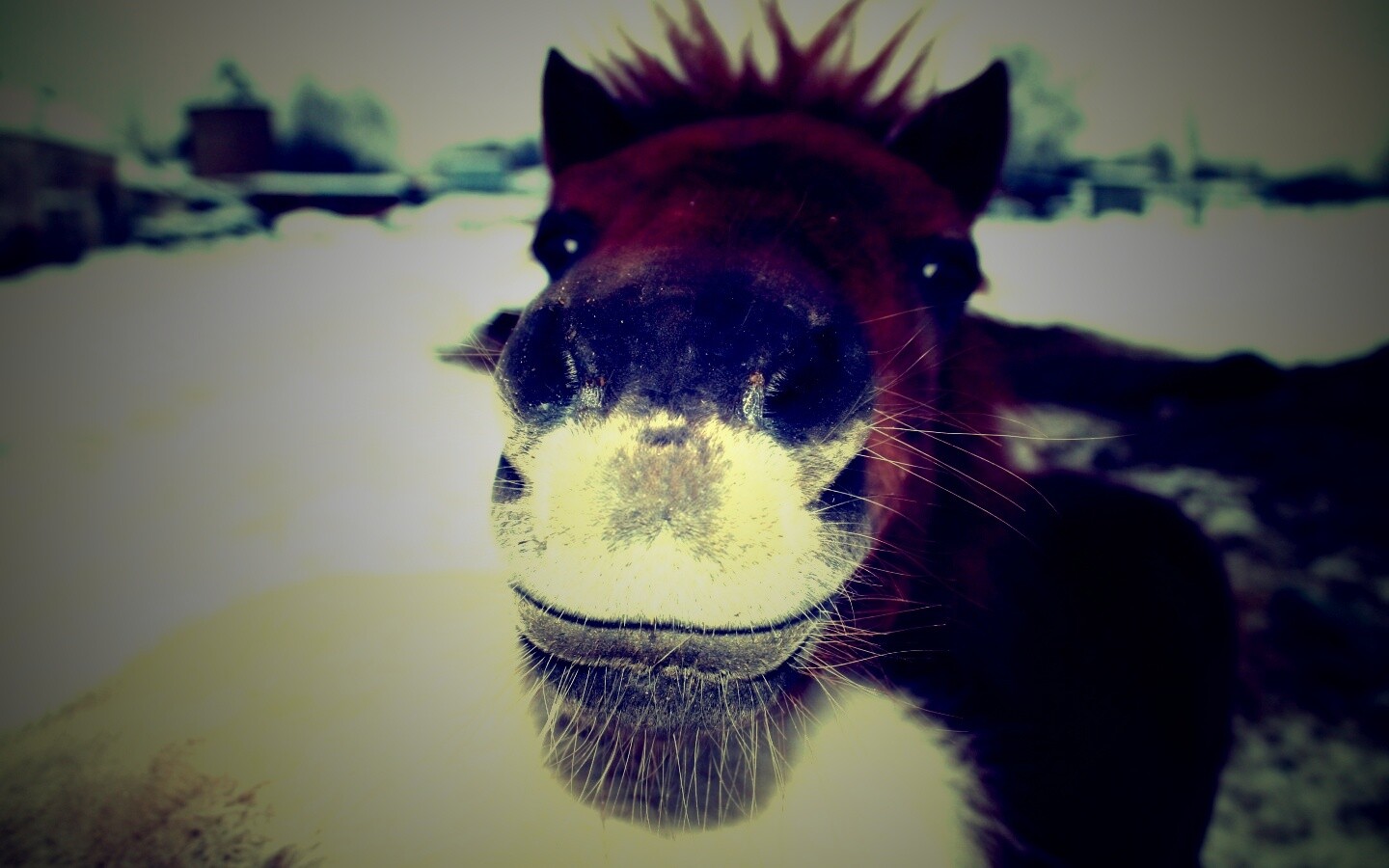 Морда пони обои