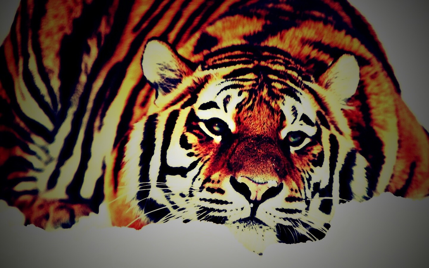 Тигр в снегу обои