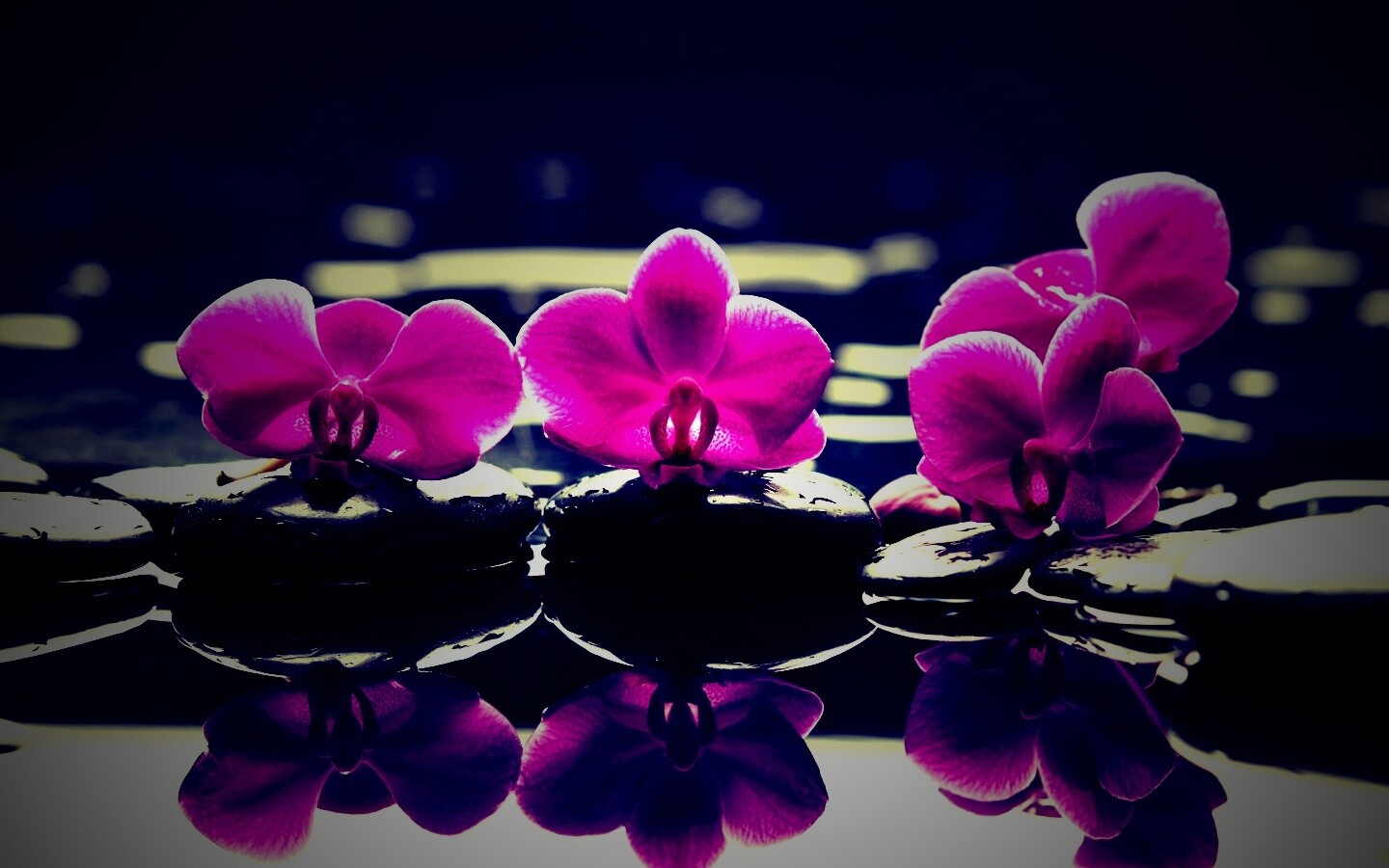 Орхидеи на камнях обои