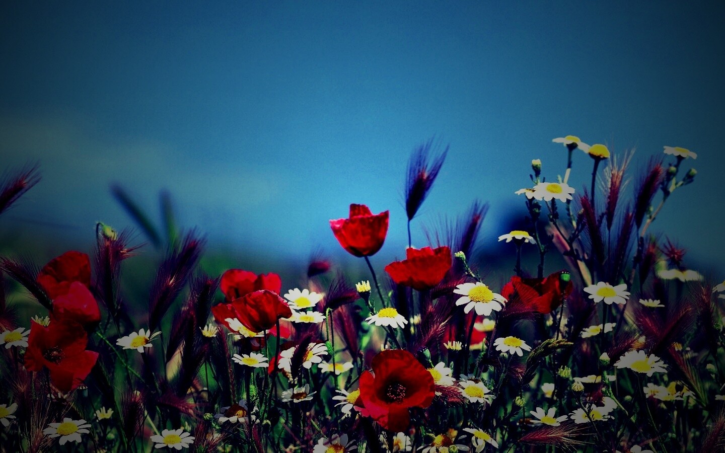Цветы в поле обои
