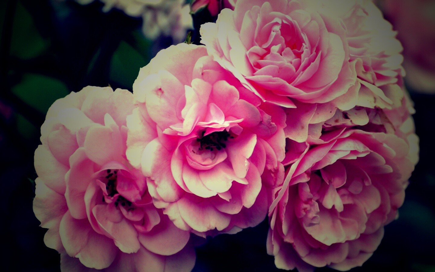 Розовые цветы обои