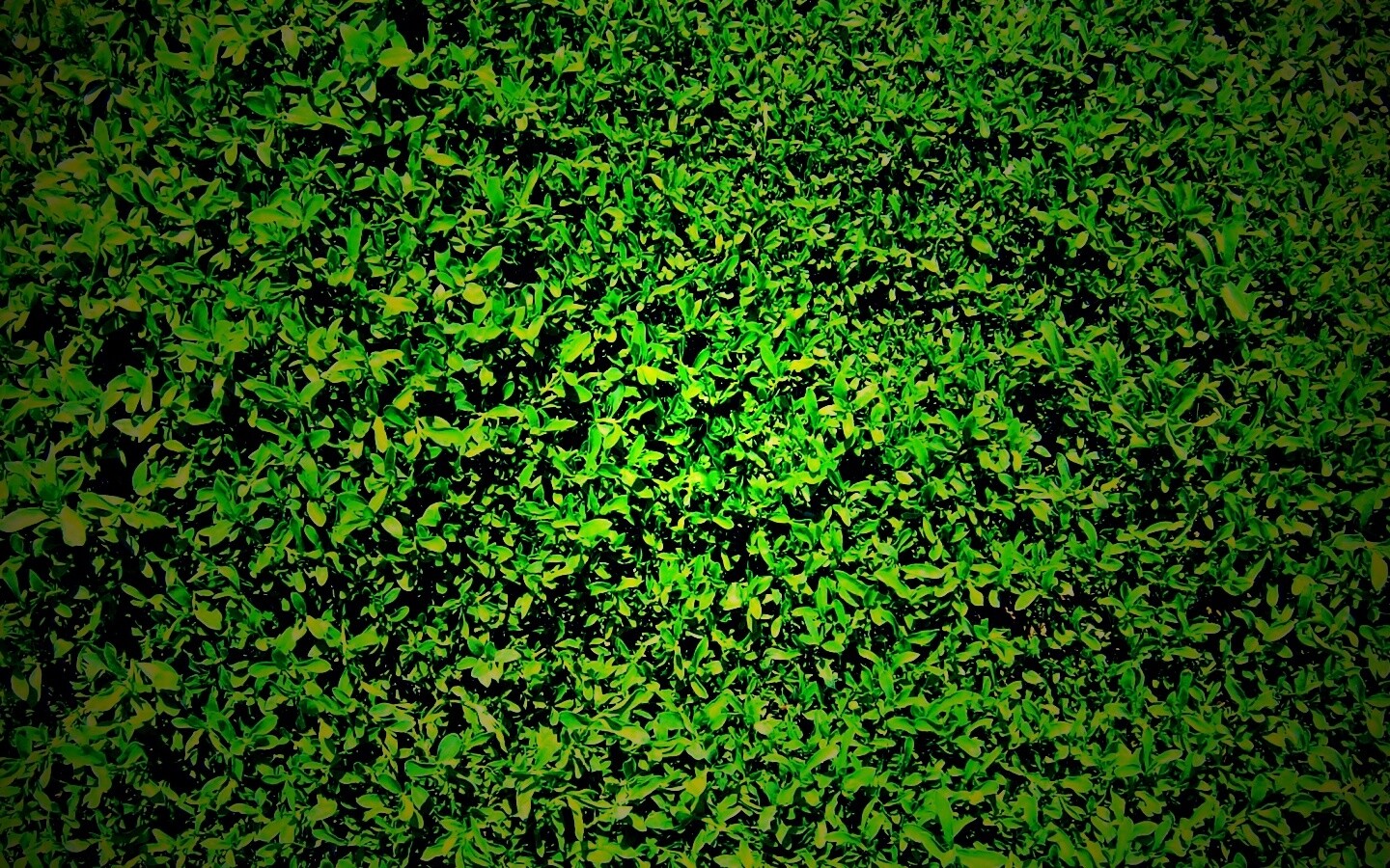 Чайные листья обои