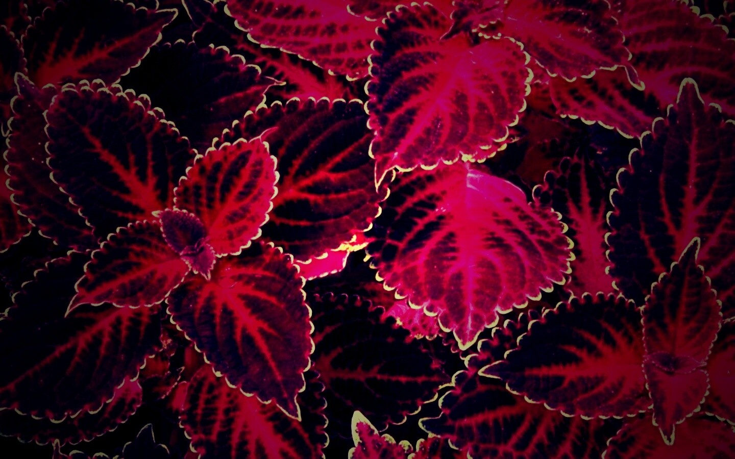 Красные листья обои