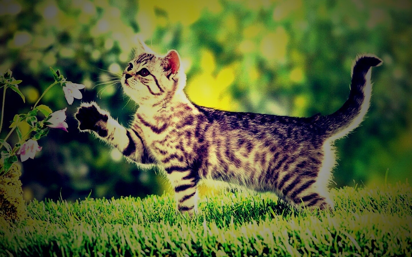 Котенок играет с цветами обои