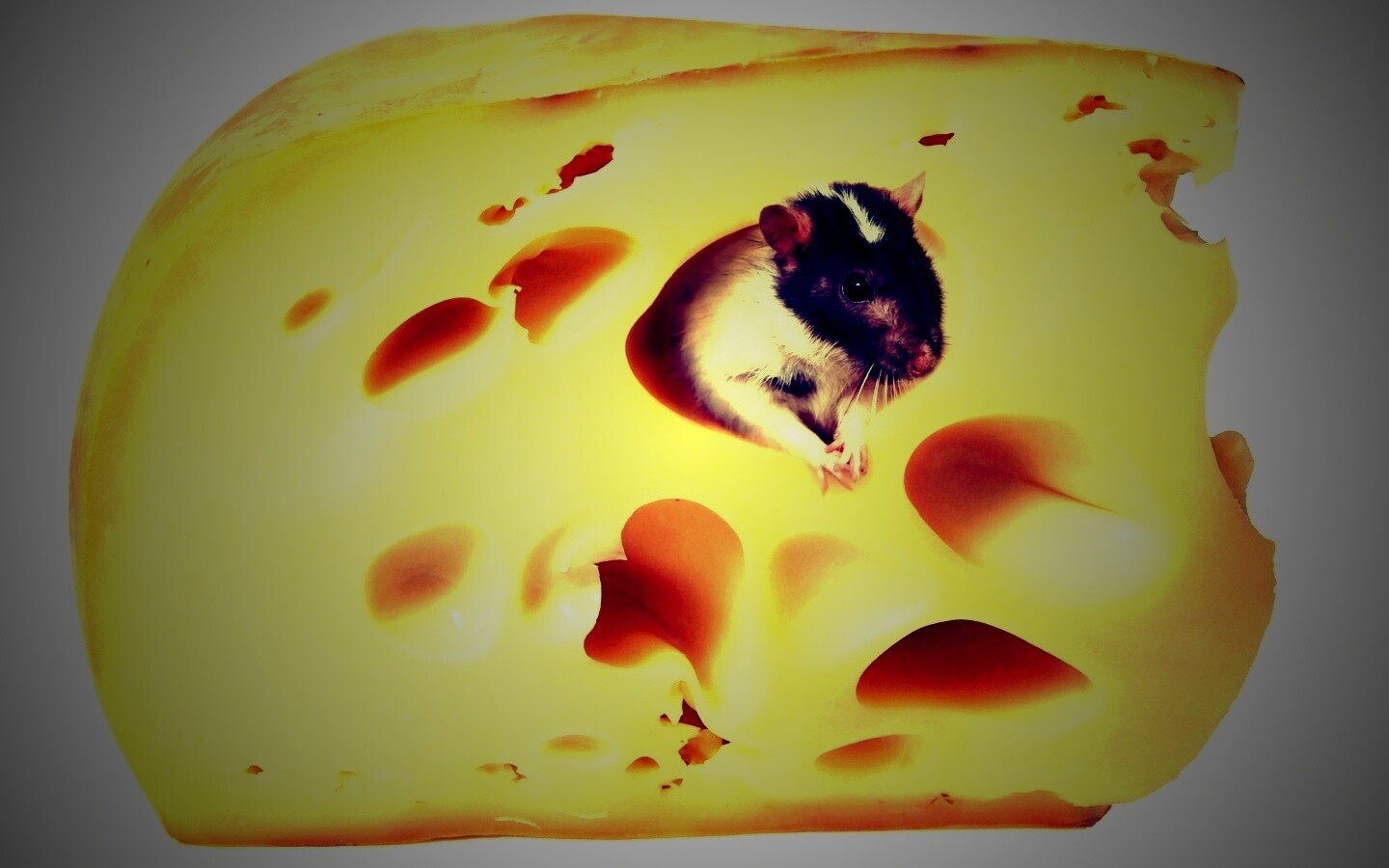 Мышка в сыре обои