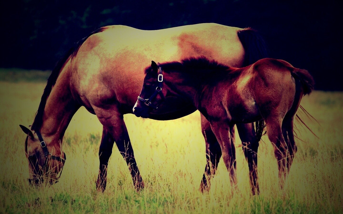 Жеребенок и беременная кобыла обои