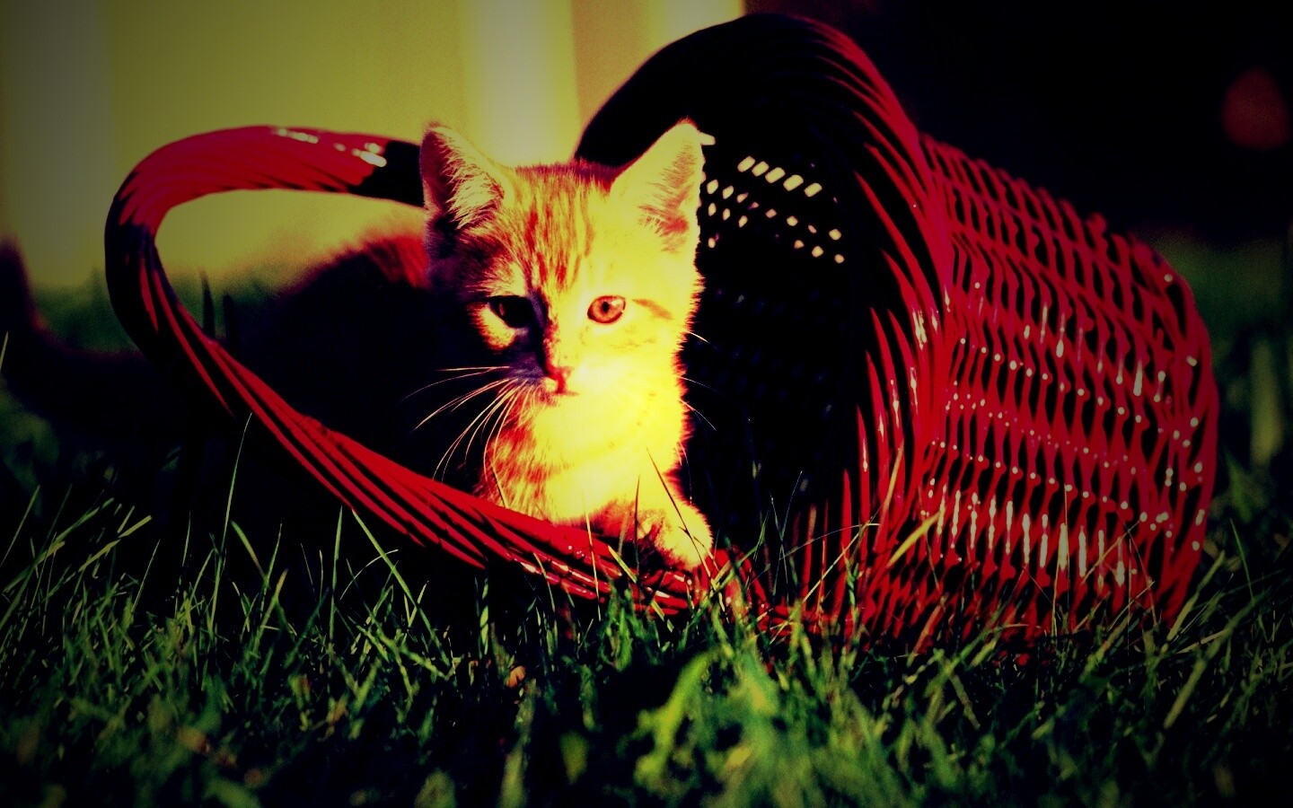 Рыжий котенок в корзине обои