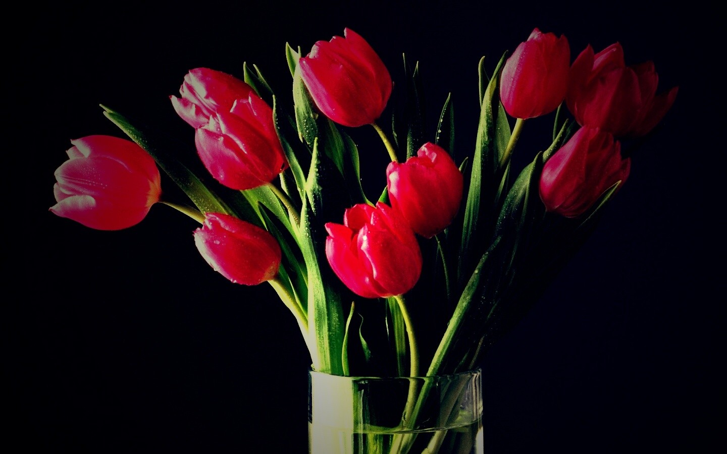 Букет тюльпанов обои