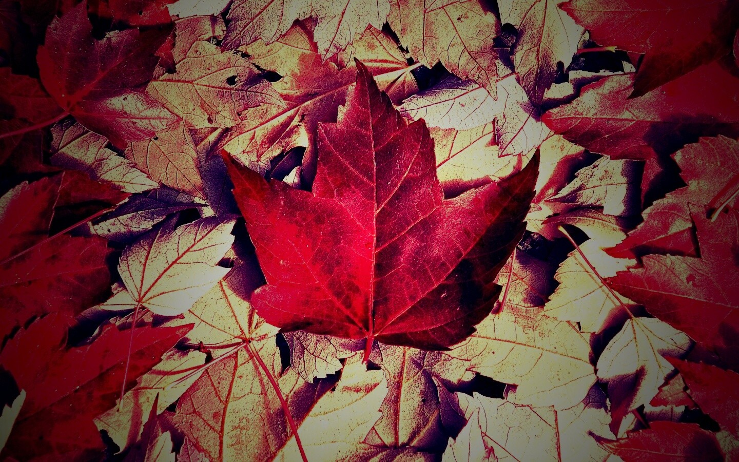 Флаг Канады из листьев обои