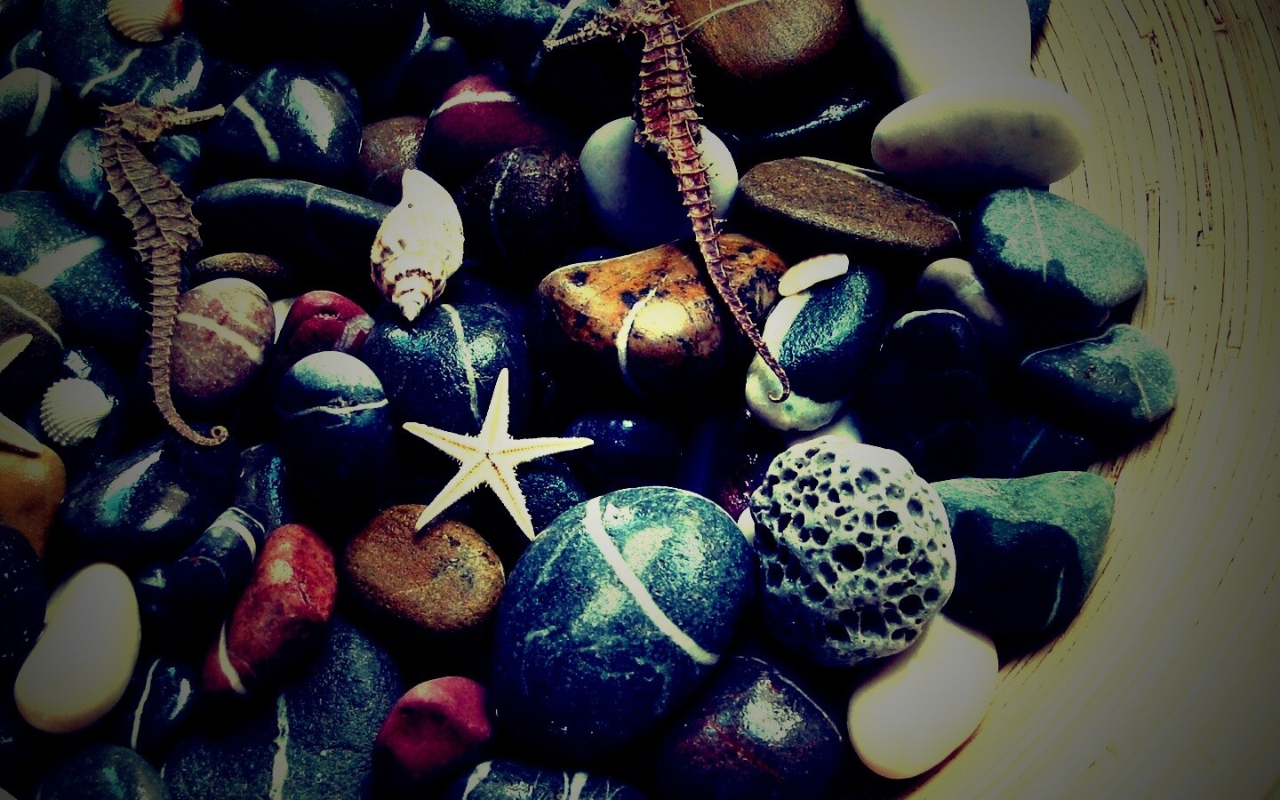 Морские камешки и фауна обои