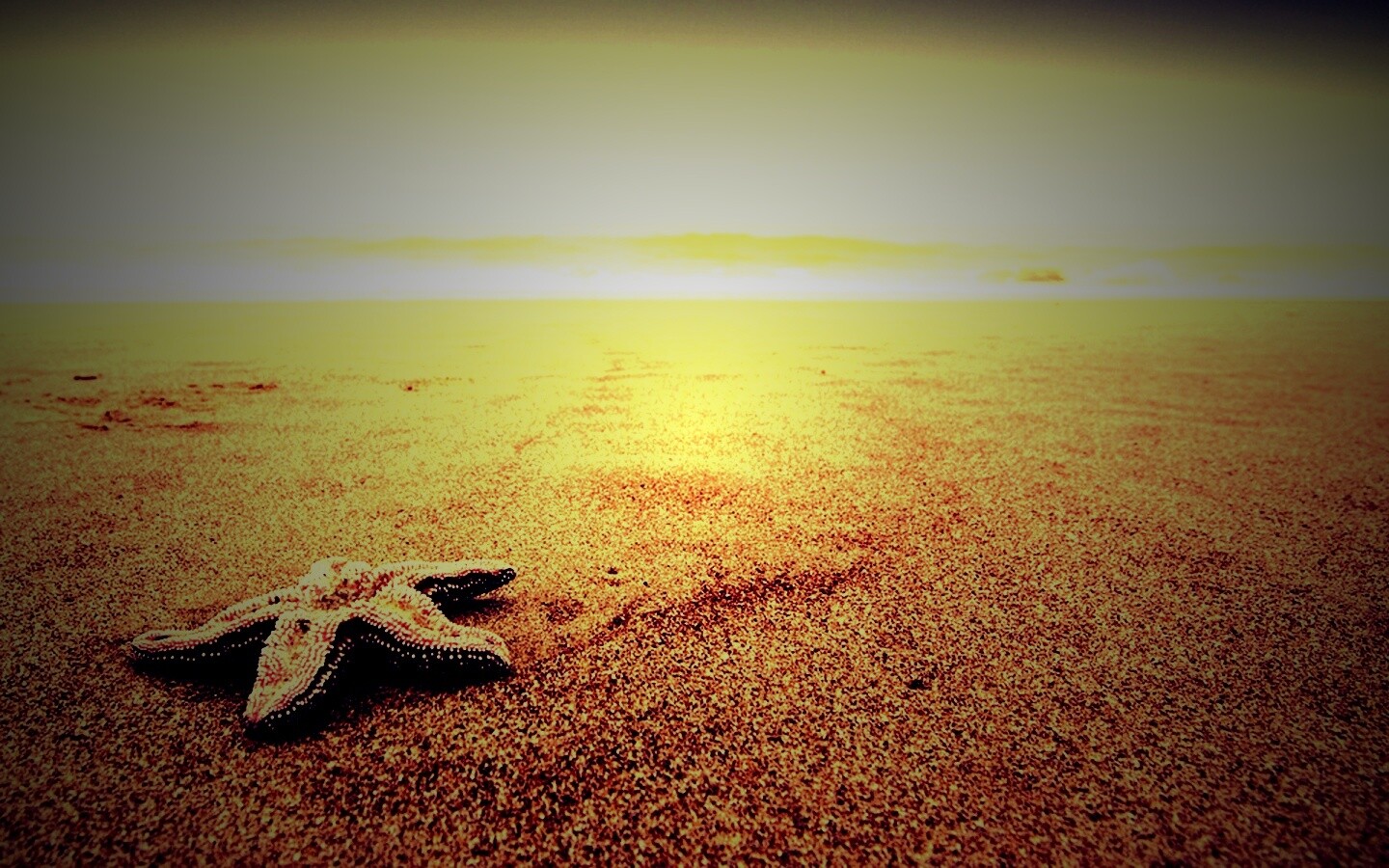 Морская звезда на бесконечном пляже обои